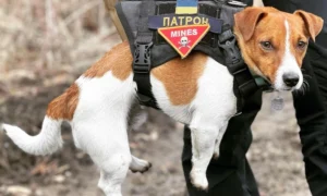 Пес Патрон