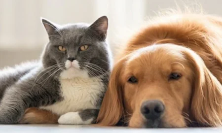 Домашні тварини