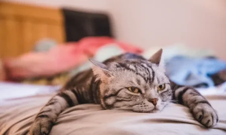 Як надати першу допомогу тваринам при тепловому ударі