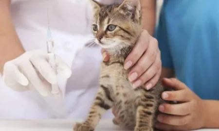 У населених пунктах Миколаївщини зафіксували випадки сказу