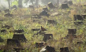 На Миколаївщині були покарані браконьєри, які знесли здорові дерева