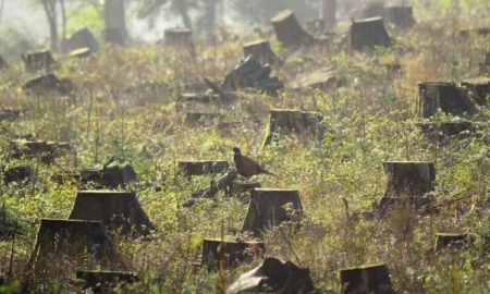 На Миколаївщині були покарані браконьєри, які знесли здорові дерева