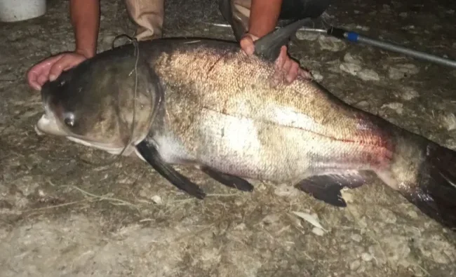 На Миколаївщині чоловік спіймав гігантського товстолоба вагою 20 кг