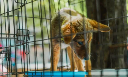 У Миколаєві прилаштували більше 70 тварин з Херсонщини