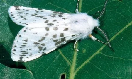 Американський білий метелик / фото ілюстроване