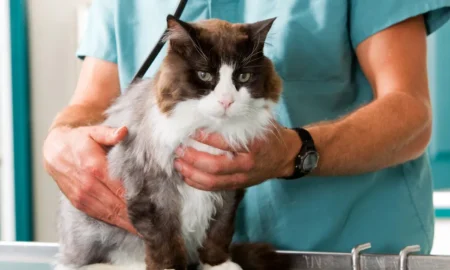 Ветеринарія / фото ілюстроване