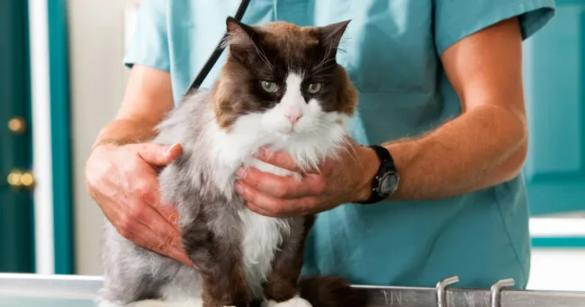 Ветеринарія / фото ілюстроване