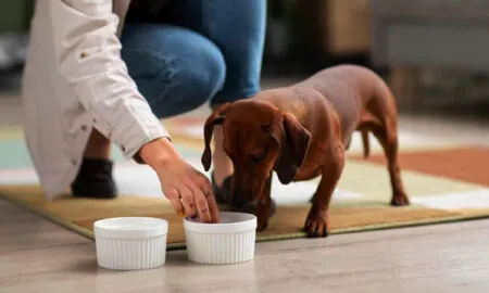 Какой корм лучше выбрать для щенков