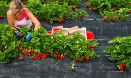 Коли потрібно купити агротканину, а коли - агроволокно