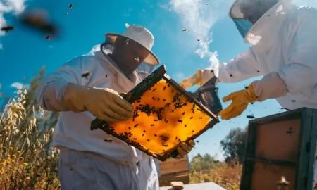 Пчеловодство с удовольствием: интернет-магазин SmakMedu