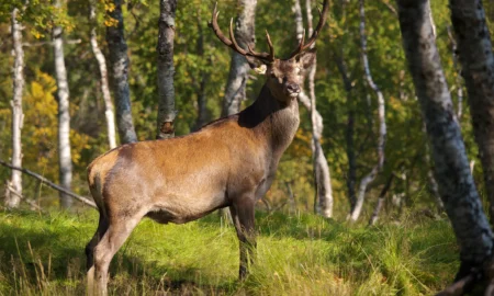 Олень / фото ілюстроване