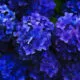 Гортензии: как добиться синего и голубого цвета цветов