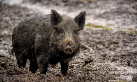 Дикі свині / фото ілюстроване pixabay.com