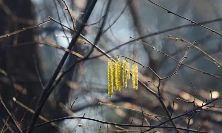 Народні прикмети: що не можна робити у лютому