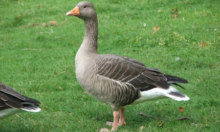 На Миколаївщині зафіксовані нові випадки пташиного грипу