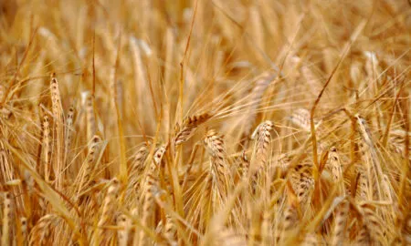 Оптимизация процесса скупки и перепродажи зерновых культур: как улучшить результативность бизнеса