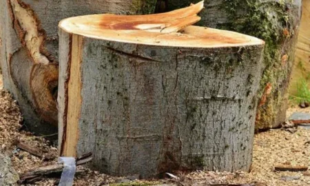 Знищення дерев