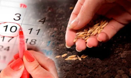 Посівний календар