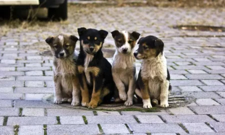 Бездомні тварини