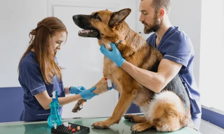 Ветеринарія