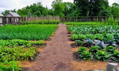 Земельна ділянка