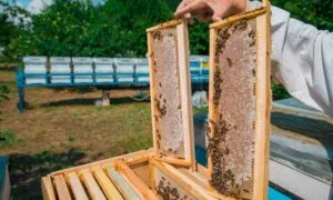 Що представляє собою бджолиний вулик та як його правильно обрати?