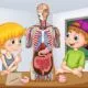 Увлекательное изучение тела: анатомические наборы для юных исследователей