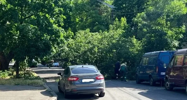 У Миколаєві на дорозі впало дерево