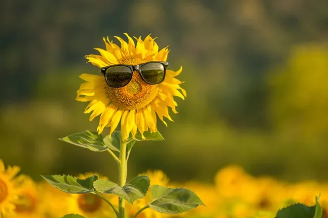 Літо