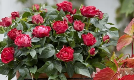 Кімнатна троянда