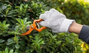 Хороший та надійний ручний секатор та садові ножиці ‑ як їх обрати?