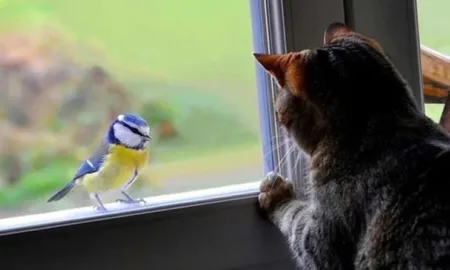 Прикмети про птахів на вікні