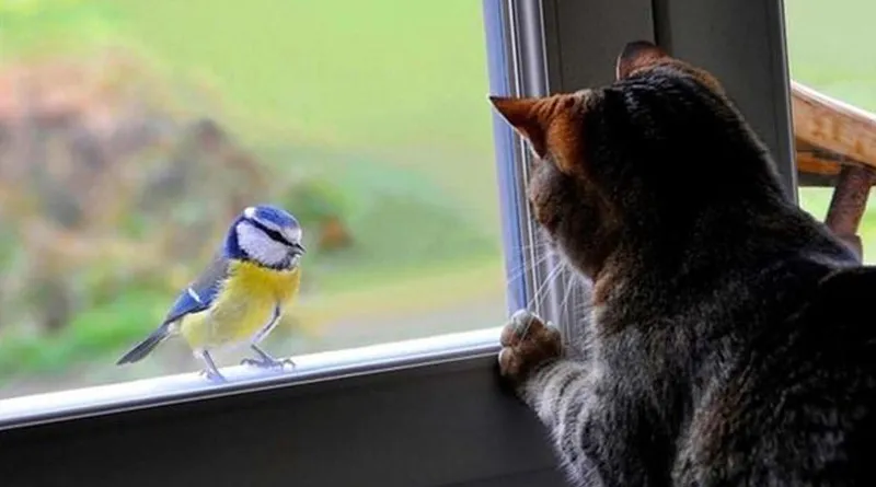 Прикмети про птахів на вікні