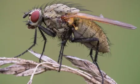 Мухи уві сні