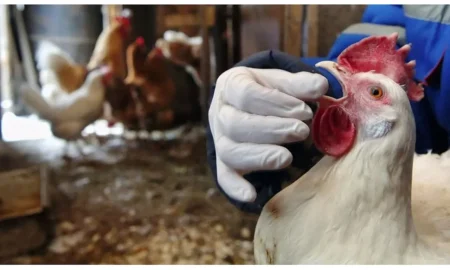 Домашні птахи