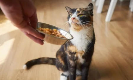 Сухой или влажный корм для котов – что выбрать