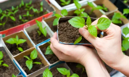 Посівні роботи