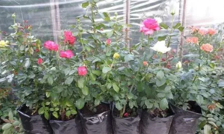 Чому в вирощуванні рослин не обійтися без контейнерів та верхового торфу?