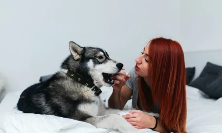 Заспокійливе для собаки