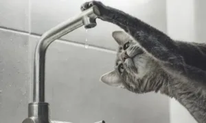 Відключення води