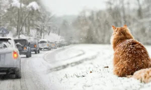 Погода