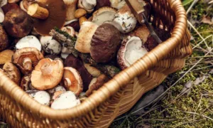 Отруєння грибами