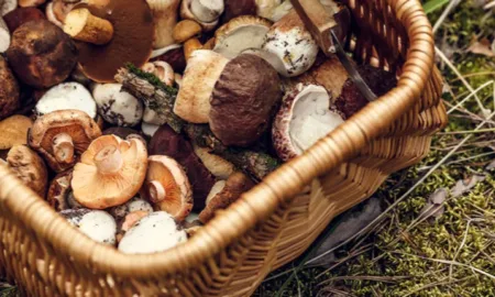 Отруєння грибами