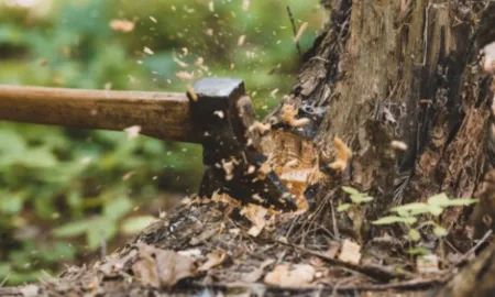 Вирубка дубів