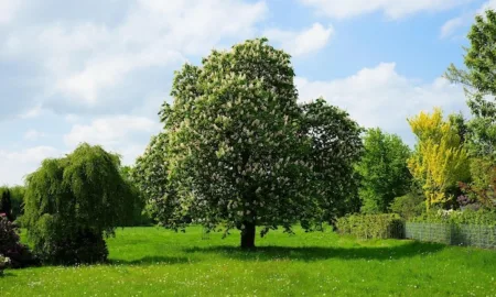 Що передбачає процедура перевірки земельної ділянки перед покупкою, та навіщо вона потрібна?