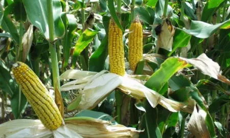 Врожай кукурудзи