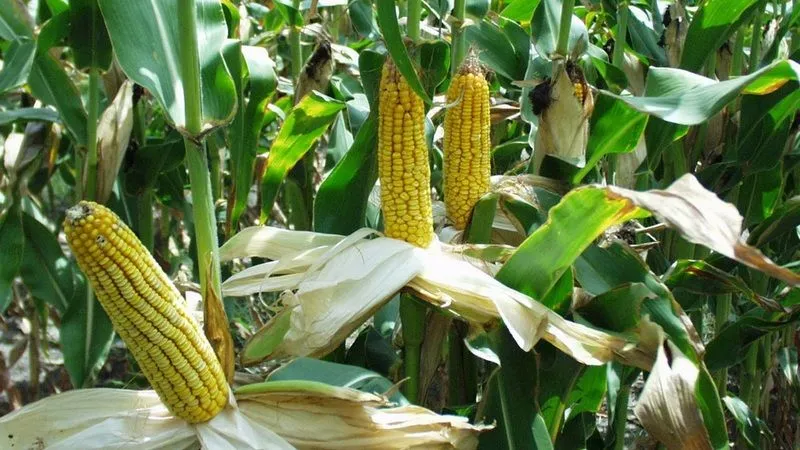 Врожай кукурудзи