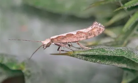 Картопляна міль