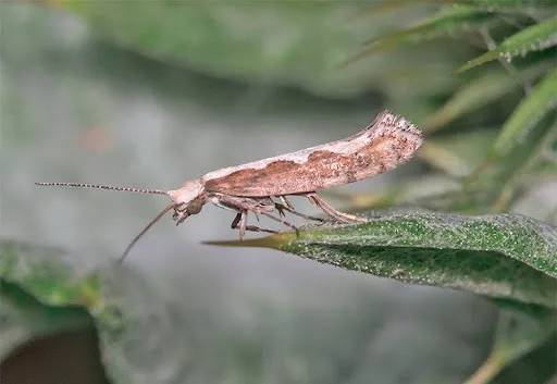 Картопляна міль