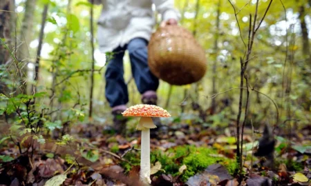 Отруєння грибами